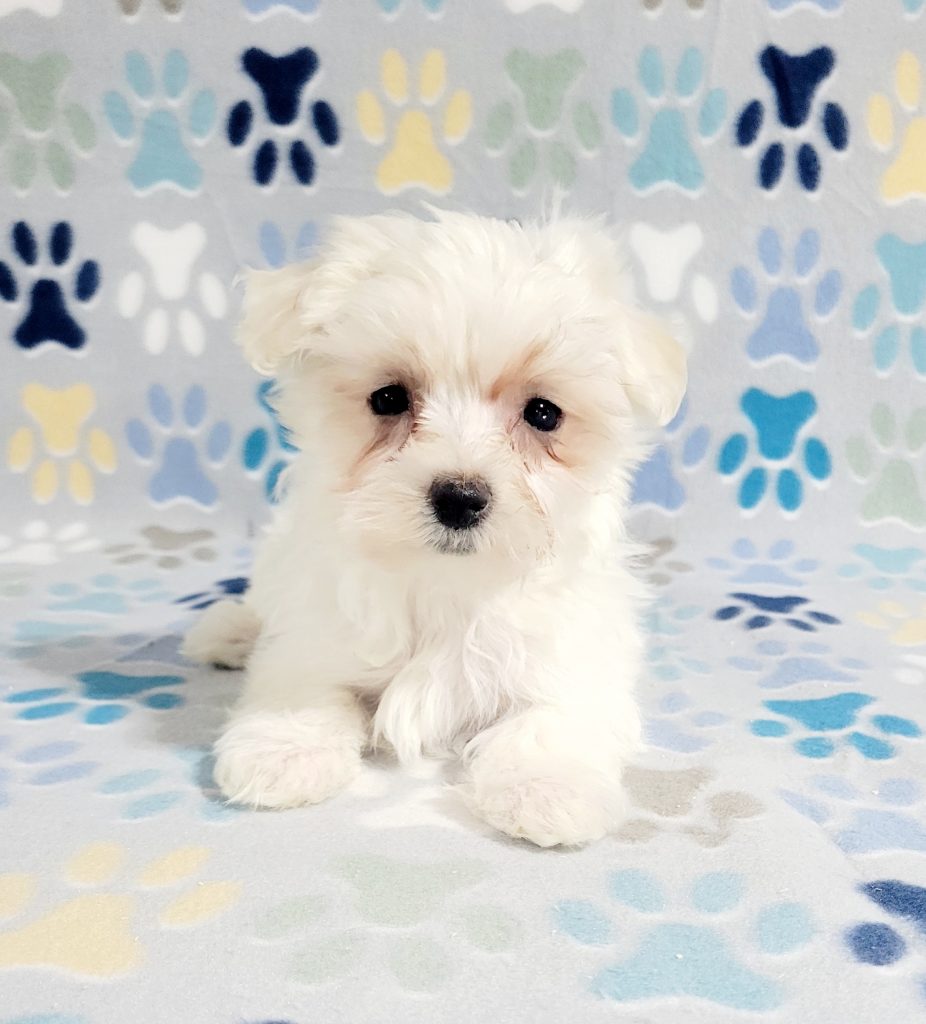 Available Puppies – *~.Tiny.~.Tails.~.Puppies.~*